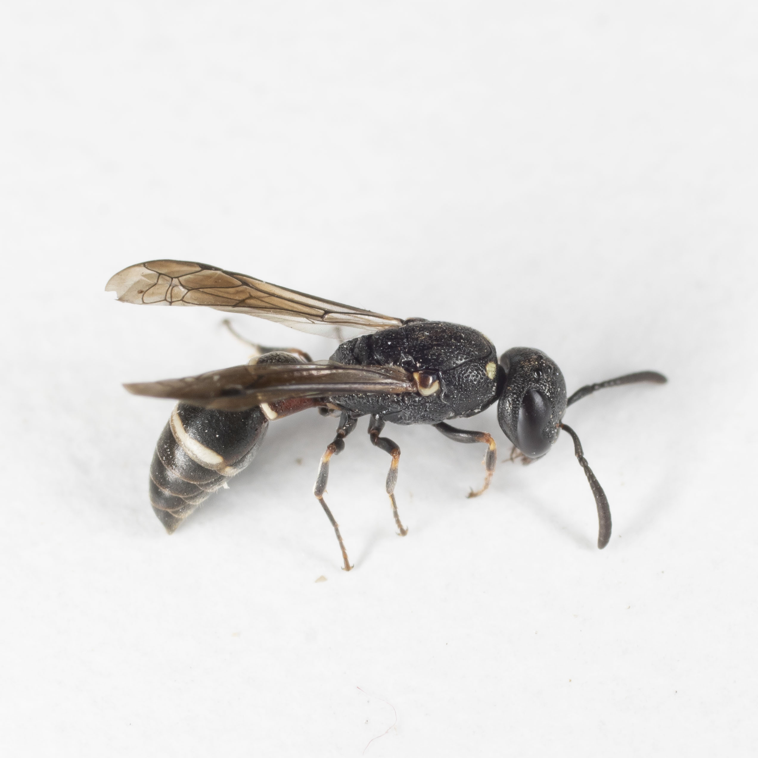 Vespidae Eumeninae: Microdynerus timidus